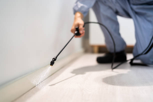 Licensed Wasp Removal service in Mount Pleasant, NC - Show Me Pest Control